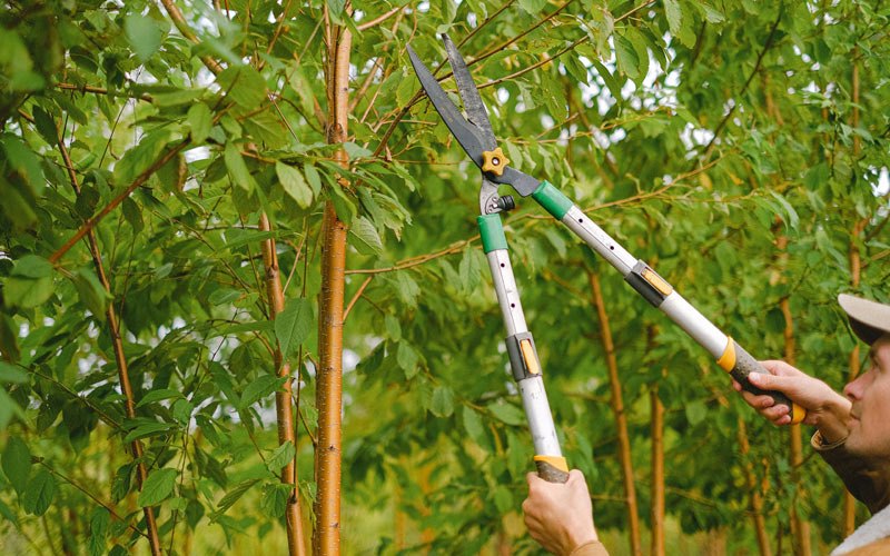 Tree trimming in Amherstdale, WV