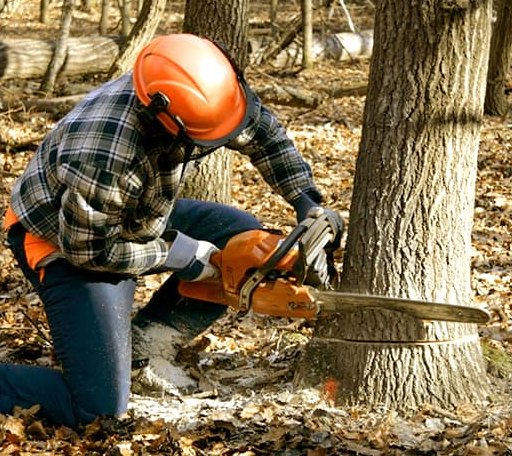 Tree Removal in Amherstdale, WV